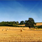 Ripe For Harvest