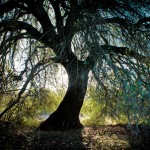 Like a Tree