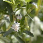 Sweet, Sweet Stevia