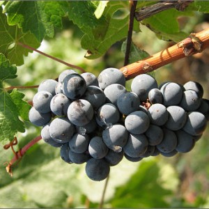 New Wineskins
